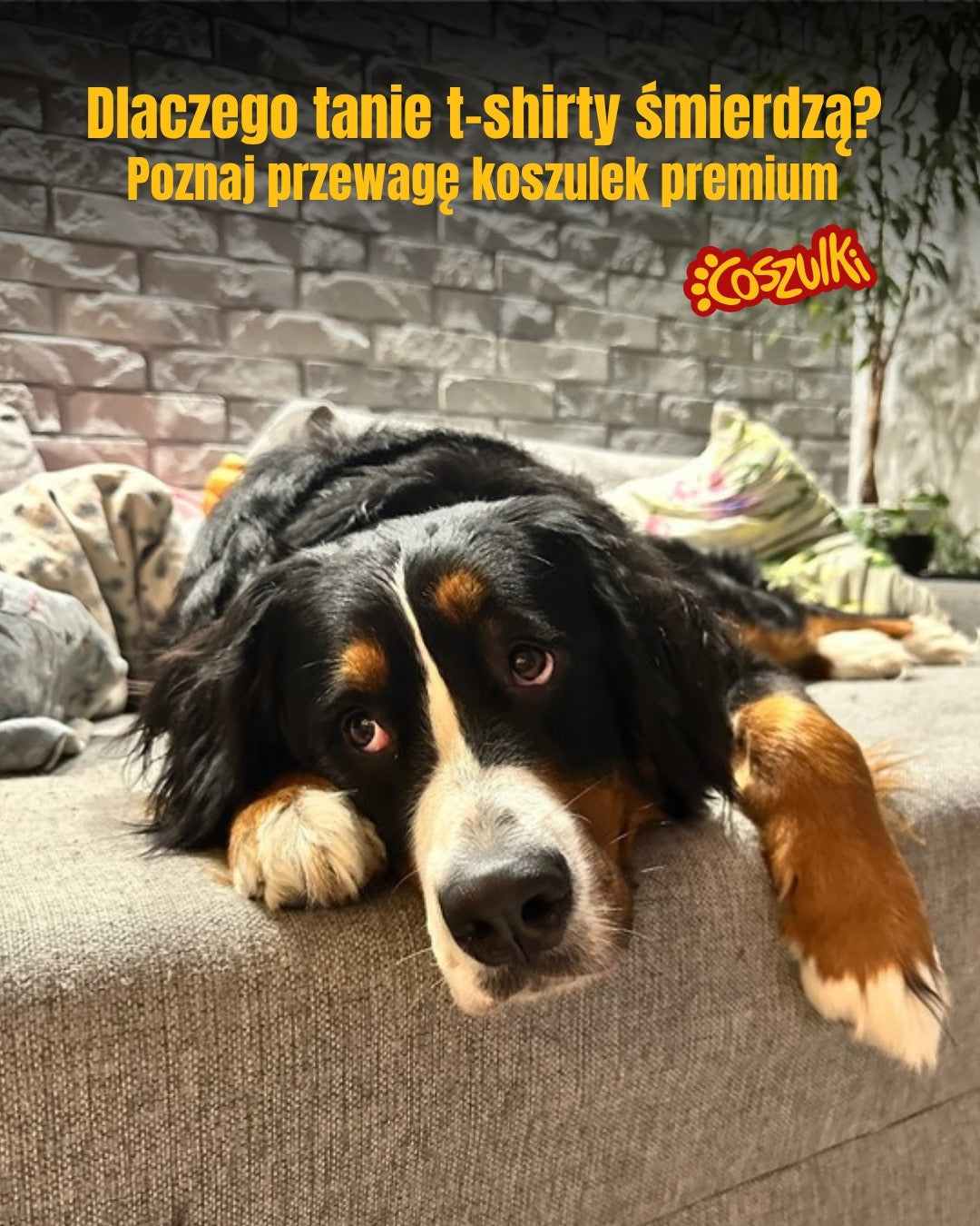 Dlaczego tanie t-shirty śmierdzą?