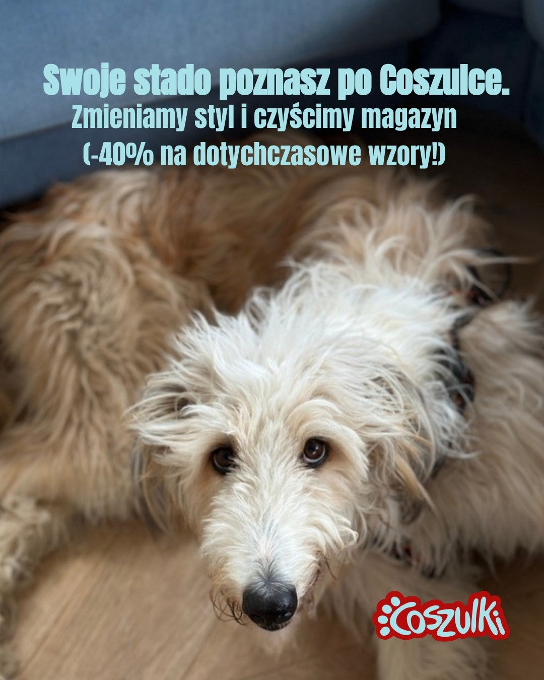 Swoje stado poznasz po Coszulce